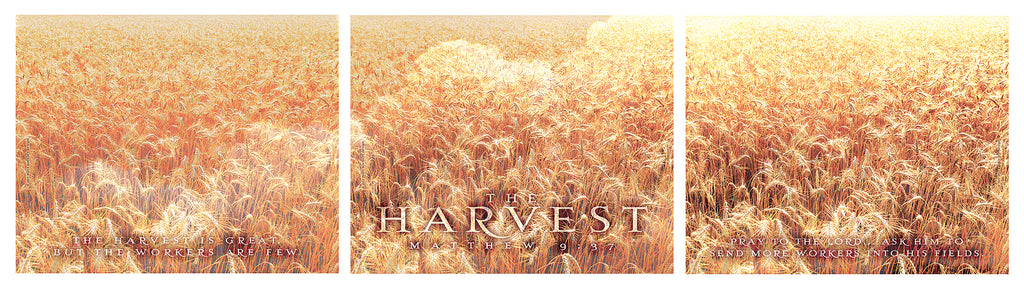 The Harvest - Set of 3