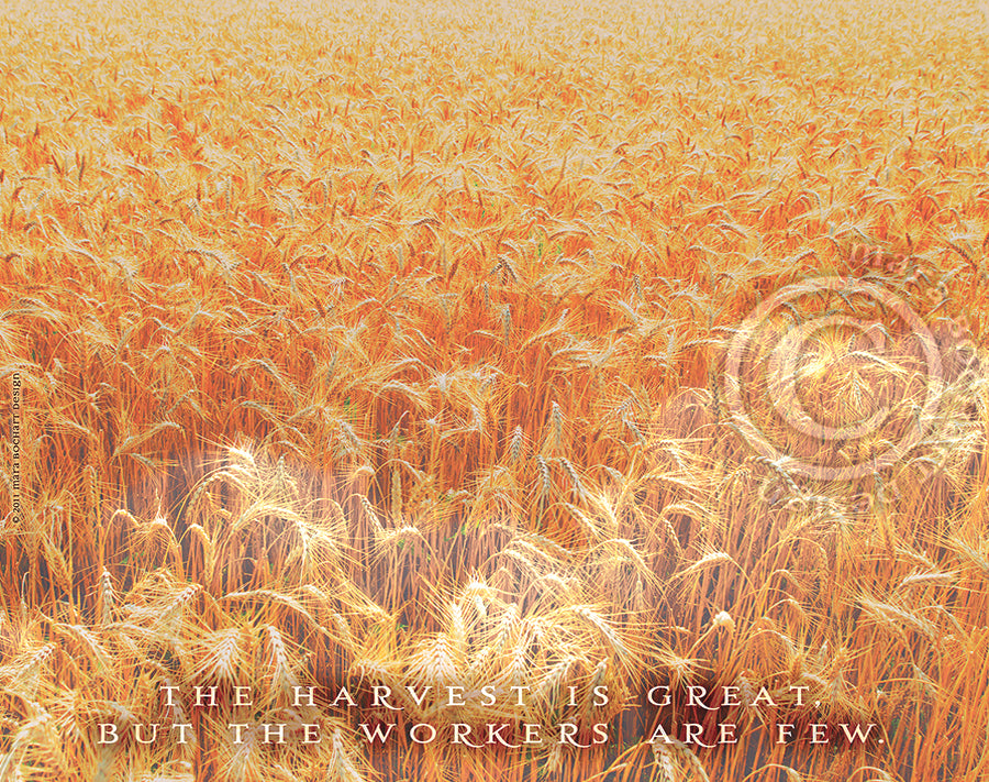 The Harvest - triptych - premium canvases