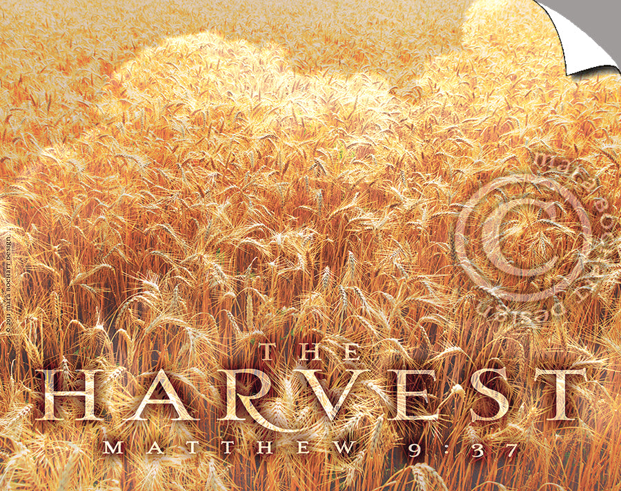 The Harvest - triptych - Peel & Stick